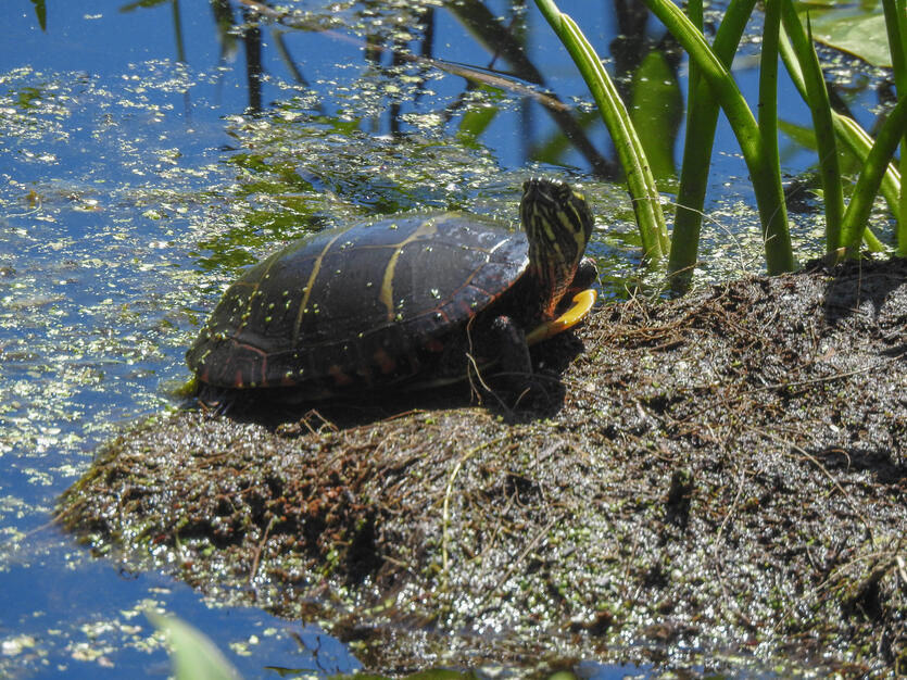 Learn About Painted Turtles Mass Gov